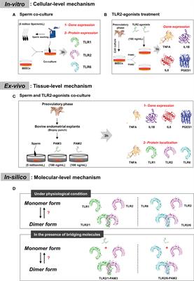 Sperm activate TLR2/TLR1 heterodimerization to induce a weak proinflammatory response in the bovine uterus